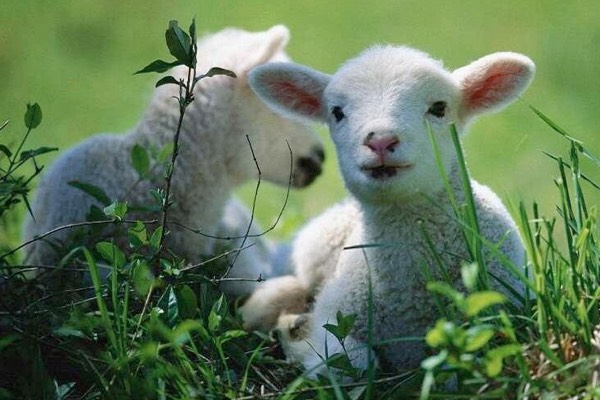 LENTE-KRIEBELS op de STREEKMARKT  TWENTE